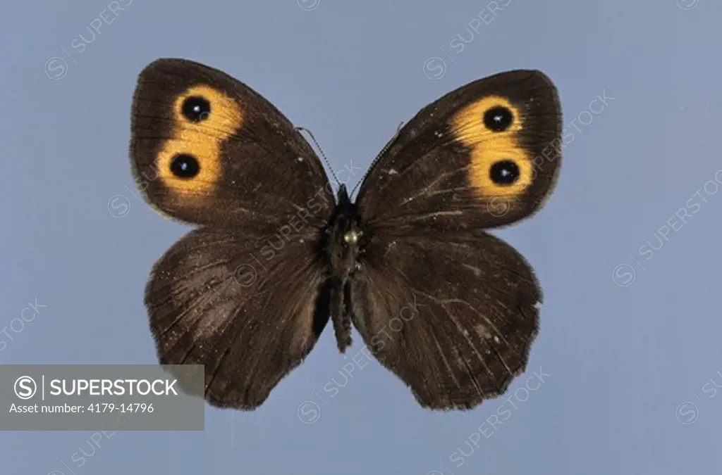 Wood Nymph Butterfly, specimen
