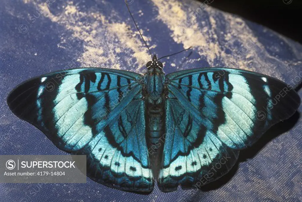 Nymphalid Butterfly drinking Moisture from Pants, Amazon, Ecuador (Panacea divalis)