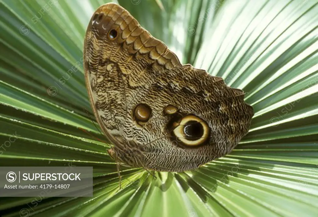 Owl Butterfly (Caligo idomeneus) Costa Rica