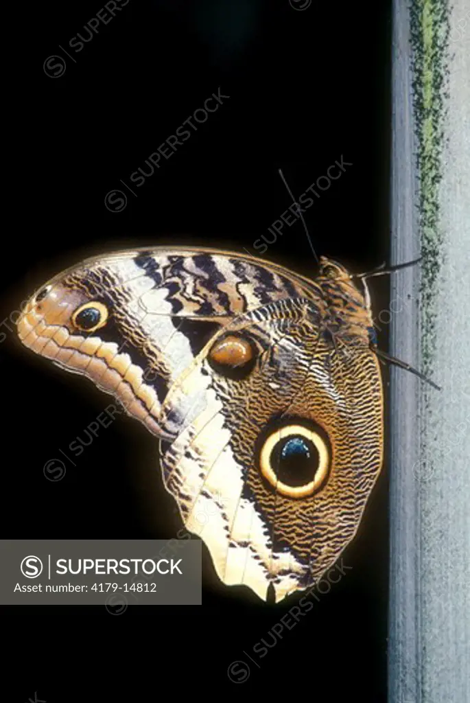 Owl Butterfly (Caligo idomeneus) San Diego Zoo/CA