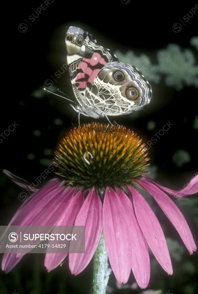 American Painted Lady (Vanessa virginiensis) On Purple Coneflower J