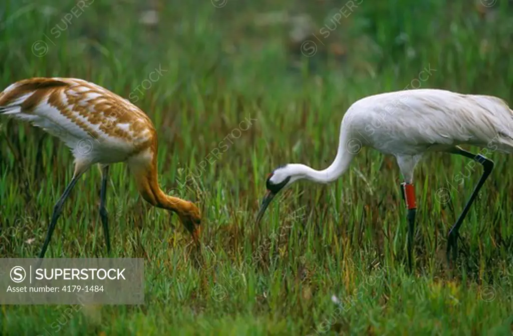 Whooping Crane and Fledgling feeding (Grus americanus), Central FL