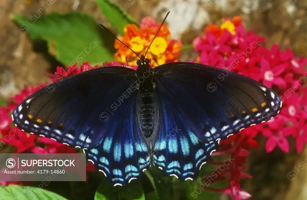 Red-spotted Purple Butterfly (Limenitis arthemis) Florida