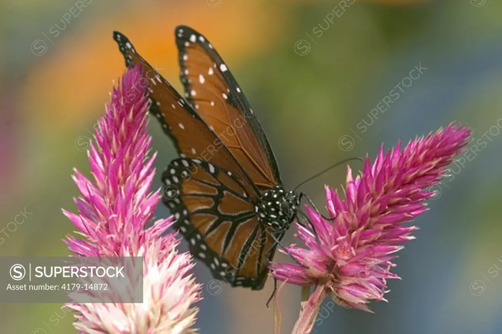 Queen Butterfly (Danaus gilippus) Naples,Fl