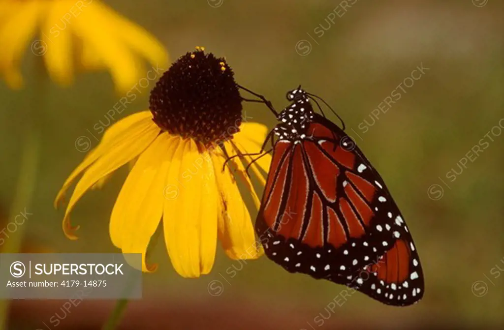 Queen Butterfly on Black-eyed Susan (Danaus gilippus), Central FL