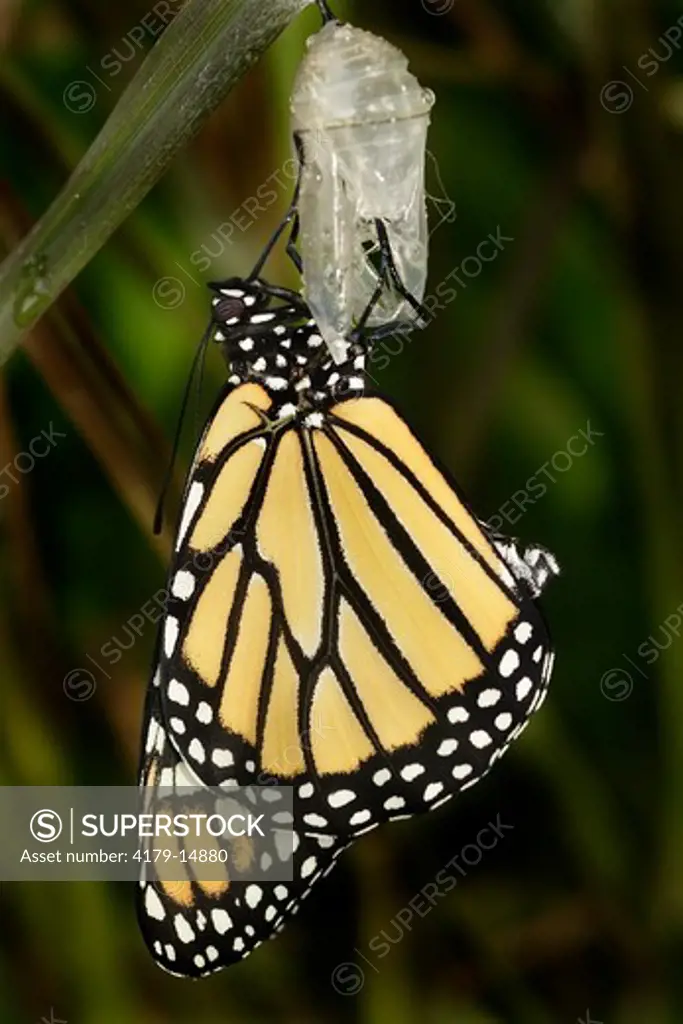 Queen butterfly just emerged from chrysalis (Danaus gilippus) Central Florida garden