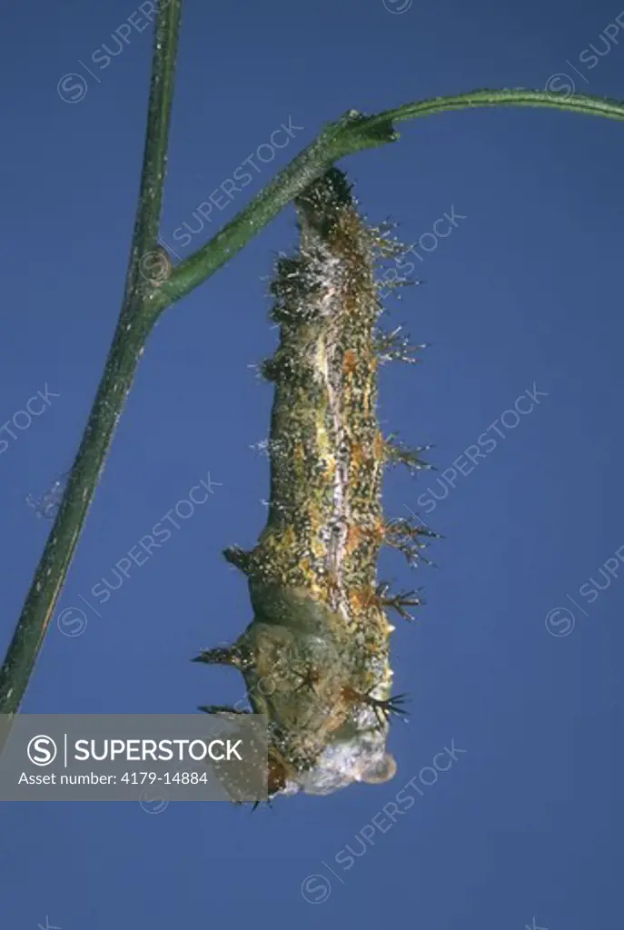 Question Mark caterpillar NJ (Polygonia interrogationis) shedding skin revealing pupa
