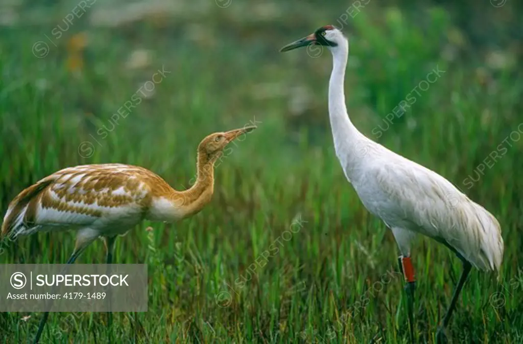 Whooping Crane with Young, (Grus americanus), Central FL, Florida