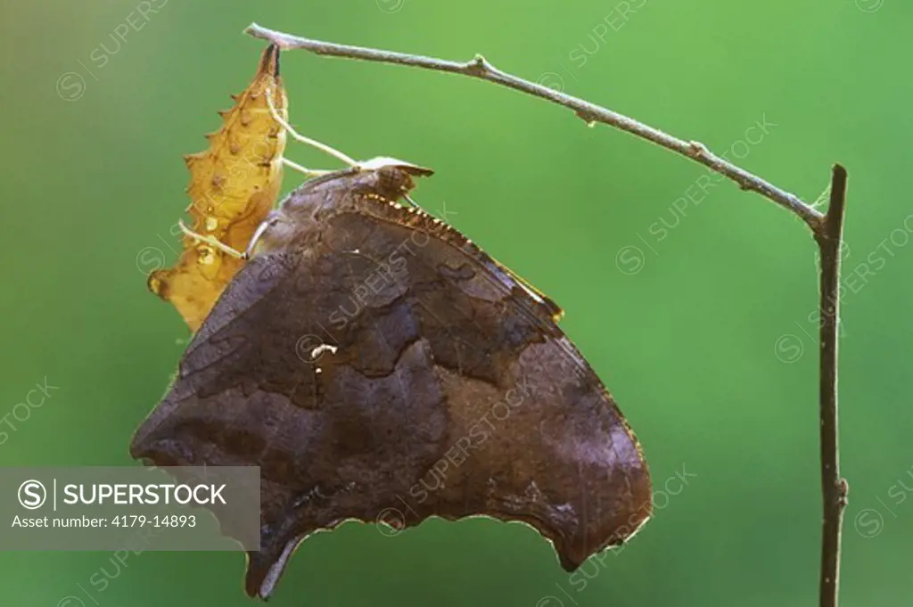 Questionmark Butterfly (Polygonia interrogationis), newly hatched, New Jersey