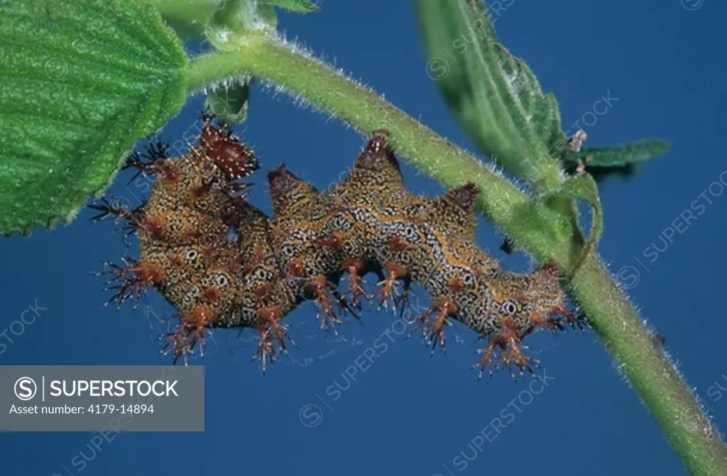 Questionmark Caterpillar (Polygonia interrogationis), on Elm, New Jersey