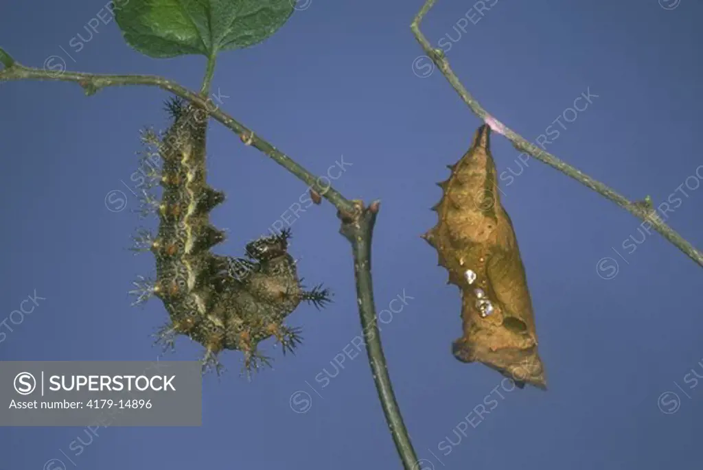 Questionmark Caterpillar and Pupa (Polygonia interrogationis), NJ