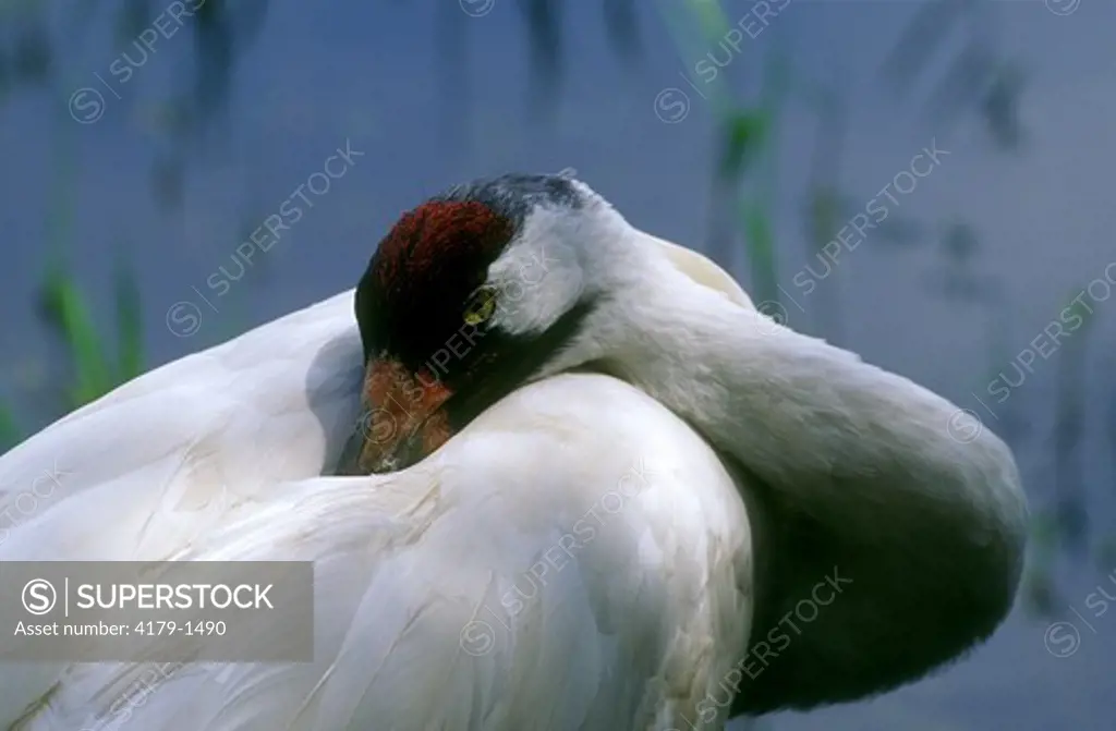 Whooping Crane resting (Grus americana), Central FL reintroduction