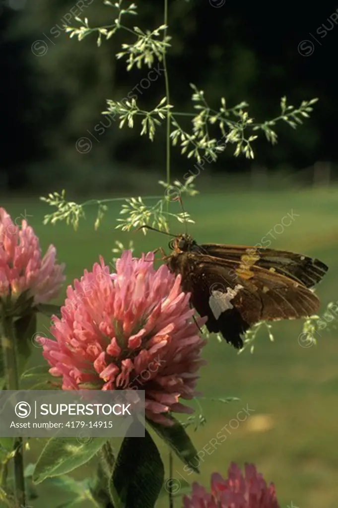 Silver Spotted Skipper Butterfly (Epargyreus clarus)