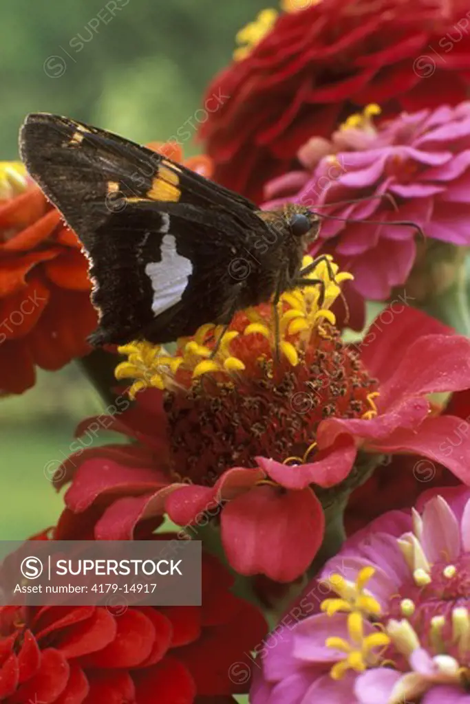 Silver Spotted Skipper Butterfly (Epargyreus clarus)