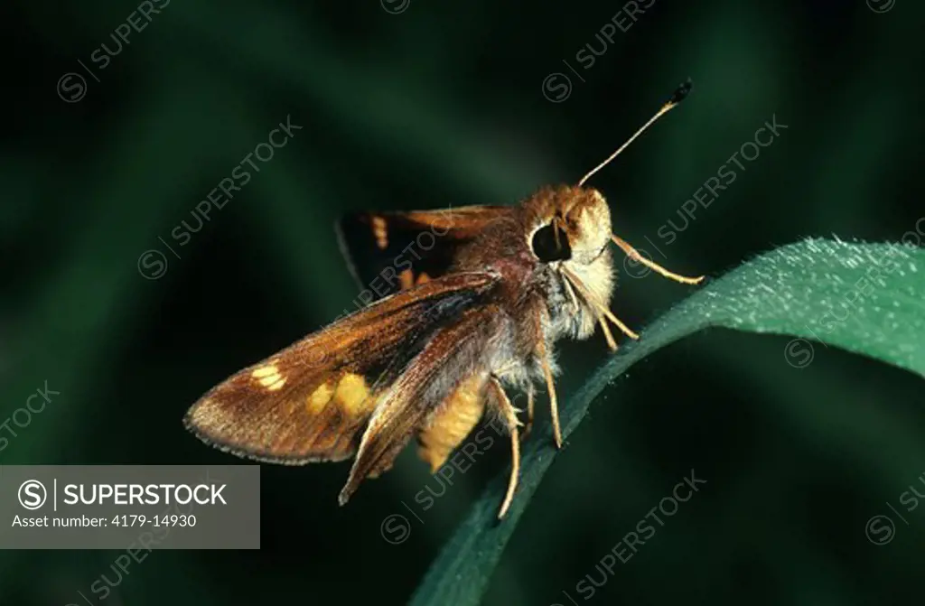 Fiery Skipper Butterfly (Hylephilia phyleus) CA