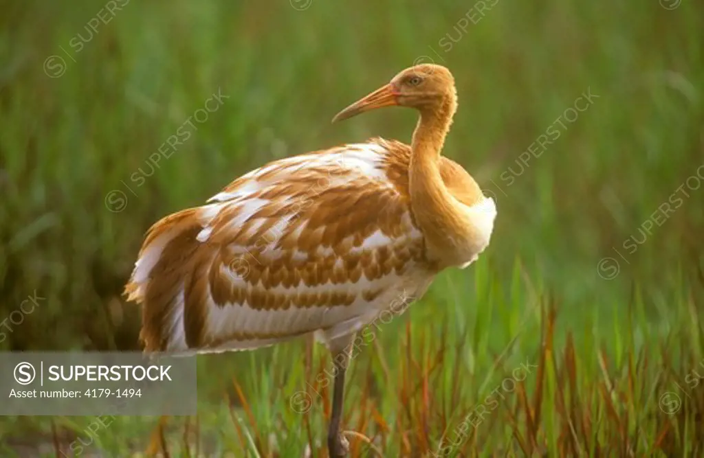 Whooping Crane, 3 month old Chick (Grus americana), Central FL, endangered, Florida