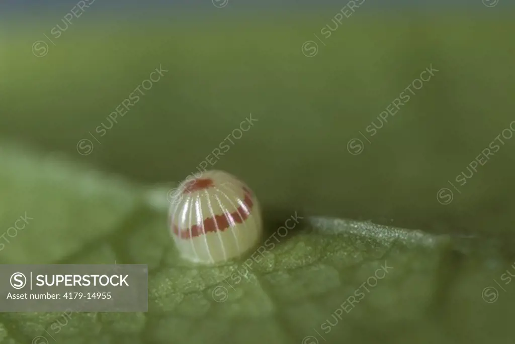 Silver-spotted Skipper Egg on Wisteria Leaf (Epargyreus clarus), NJ