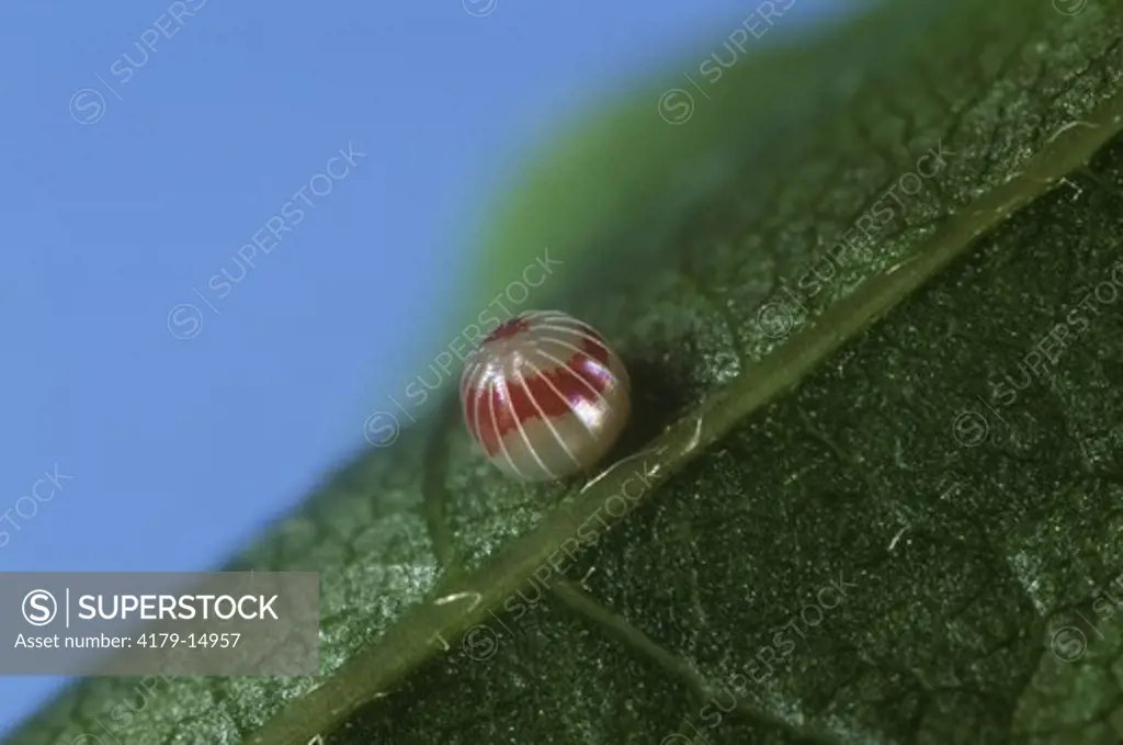 Silver-spotted Skipper Egg on Wisteria Leaf, 3rd Day (Epargyreus clarus), NJ