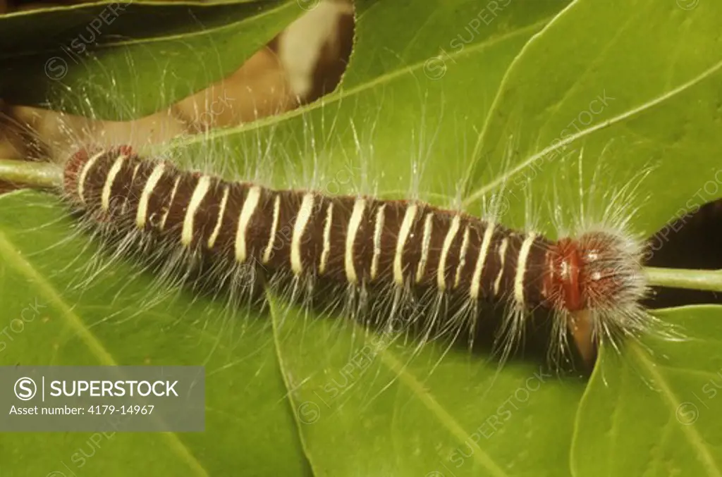 Skipper Caterpillar (Hesperiidae) Hairy Costa Rica, Santa Rosa NP