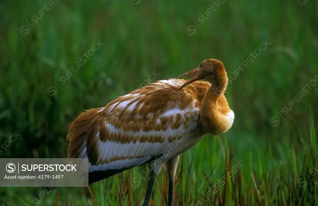 Whooping Crane, 3 month old Chick preening (Grus americana), Central FL, endangered