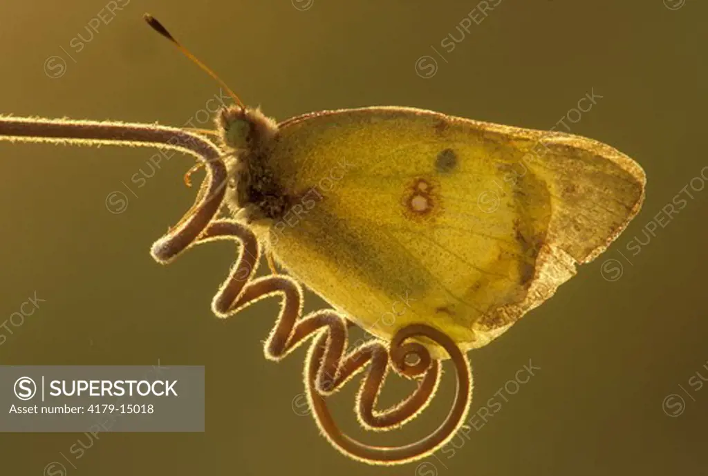 Sulphur Butterfly on Tendril (Colias philodice) Ontario Canada