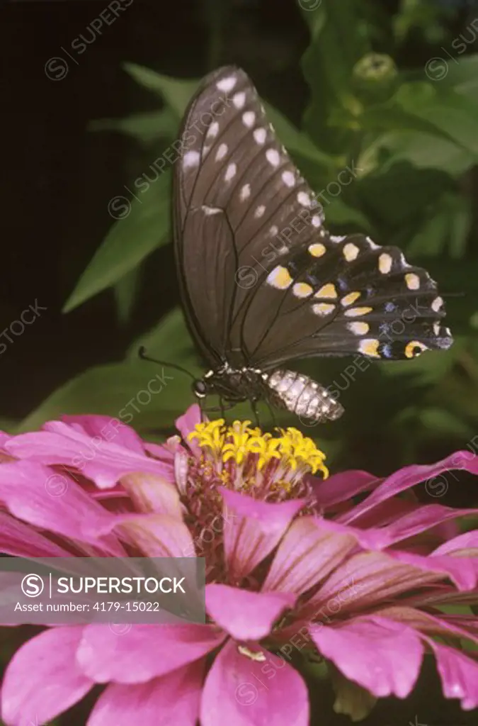 Pipevine Swallowtail Butterfly, Papilonidae