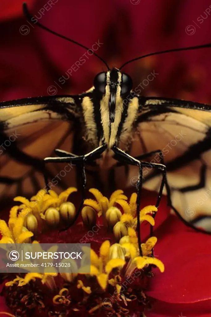 Tiger Swallowtail Butterfly (Pterourus glaucus)
