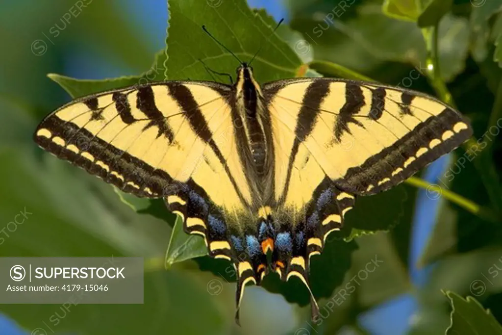 Western Tiger Swallowtail (Papilio rutulus), Mono County, California, USA