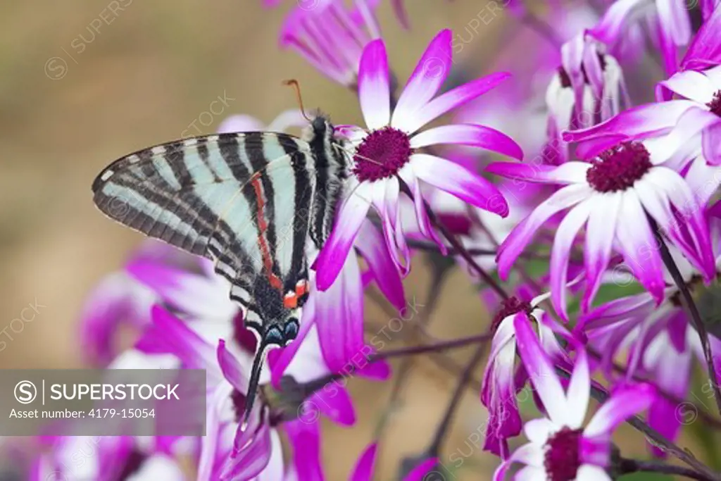03006-002.08 Zebra Swallowtail (Eurytides marcellus) on Cineraria 'Senetti Magenta Bicolor' (Pericallis) Holmes Co. MS