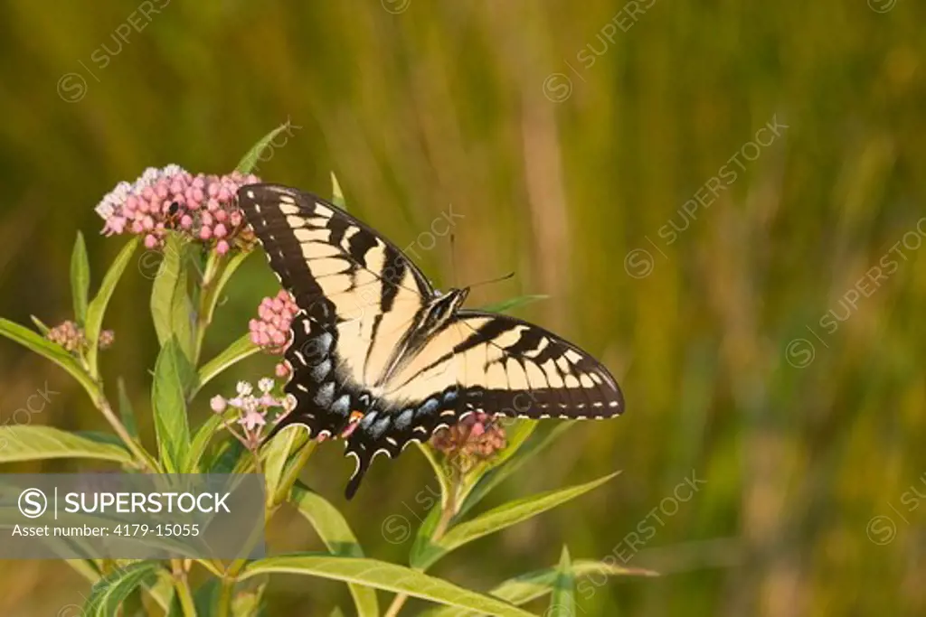 03023-025.01 Eastern Tiger Swallowtail (Papilio glaucus) on Swamp Milkweed (Asclepias incarnata) Marion Co.  IL