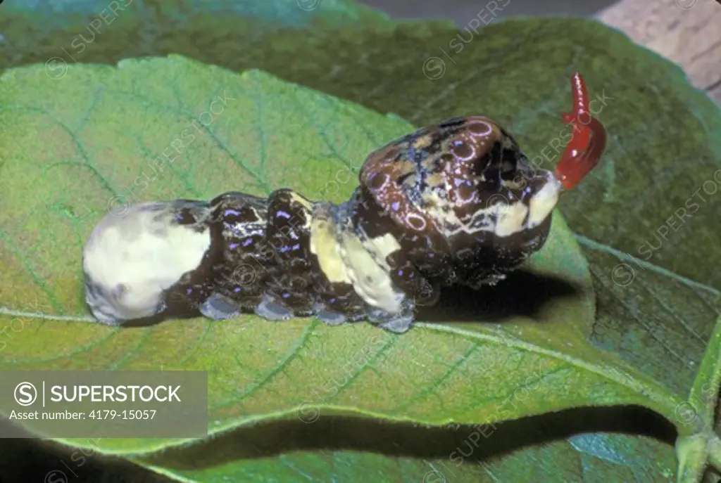 Giant Swallowtail Larva (Papilio cresphontes), scent horns extended