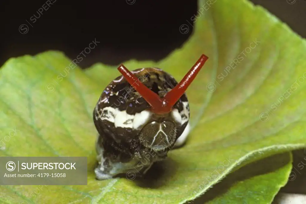 Giant Swallowtail Larva (Papilio creoshontes), scent horns extended