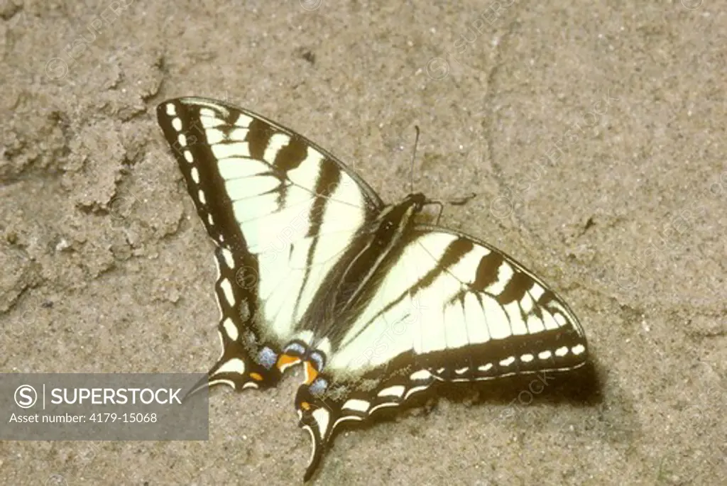 Eastern Tiger Swallowtail Michigan