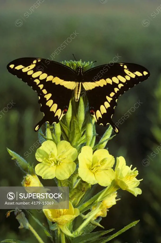 Giant Swallowtail (Papilio cresphontes),  Michigan