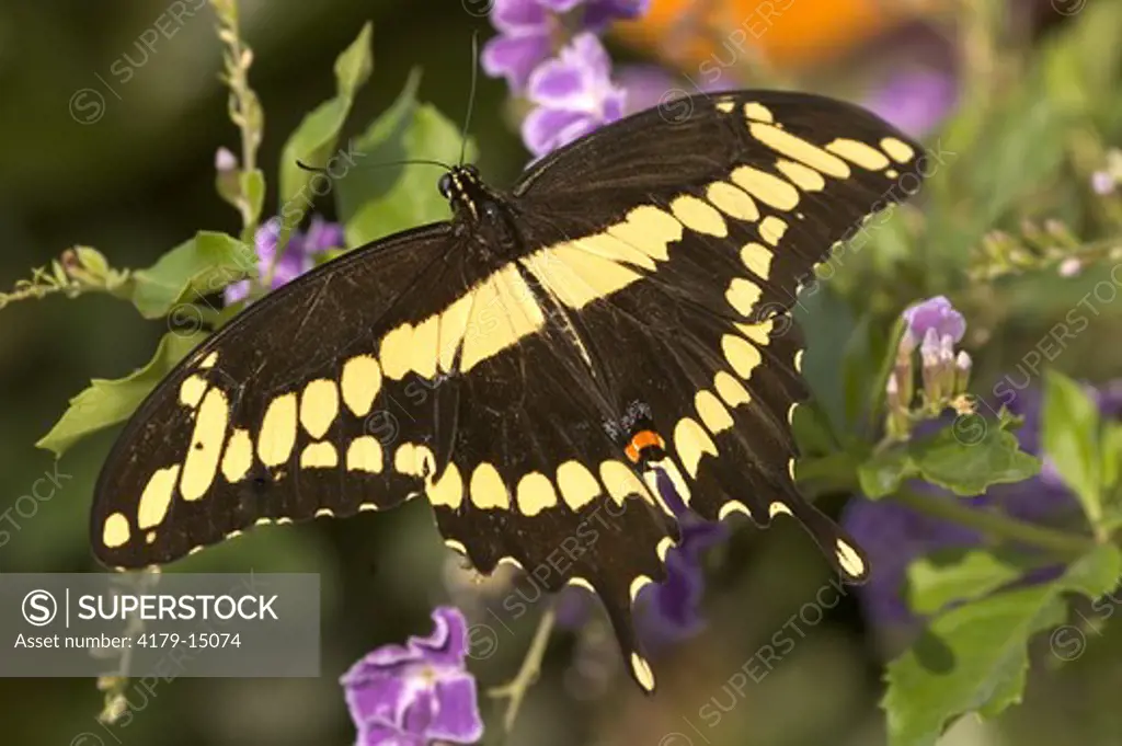 Giant Swallowtail Butterfly (Papilio cresphontes) Naples,Fl