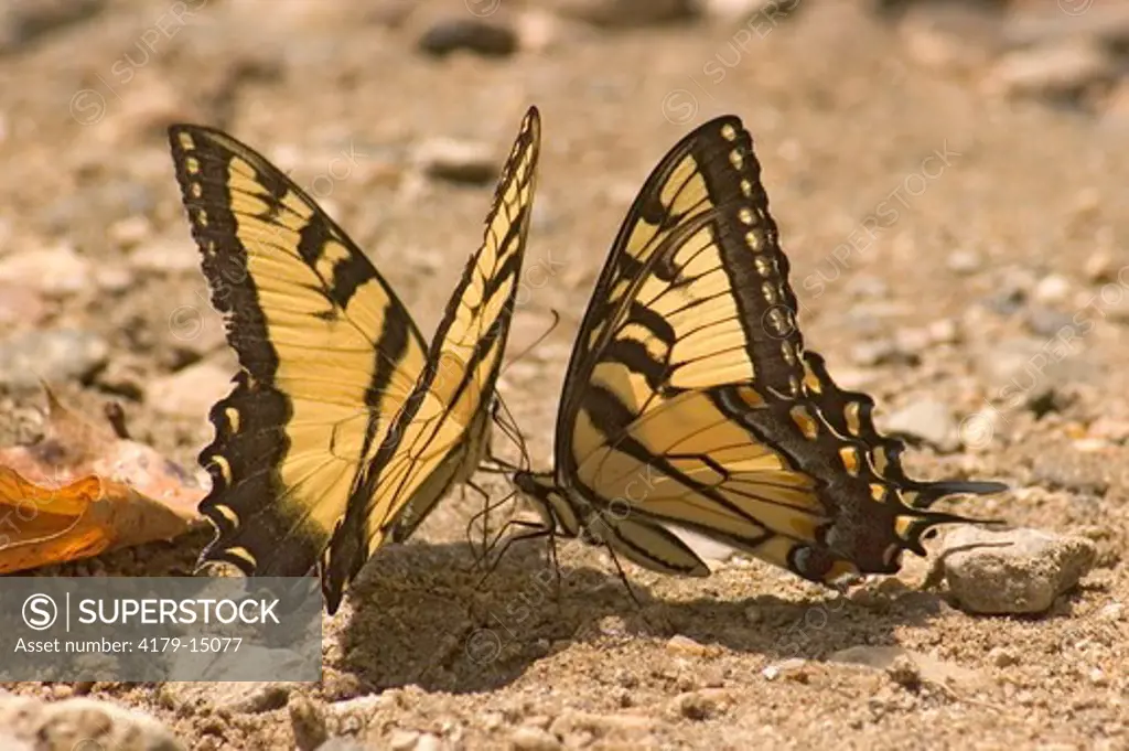 Eastern Tiger Swallowtail (Papilio glaucus) Puddling   Asheville, NC 2005