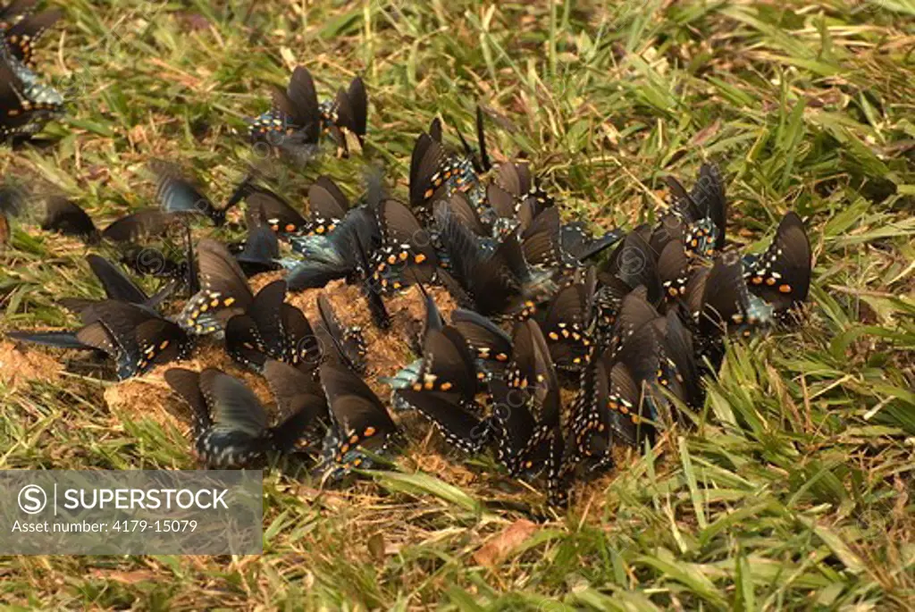 Black Swllowtail Butterfly  (Papilio polyxenes) Great Smokey Nat.Park, NC   2007   Digital Capture