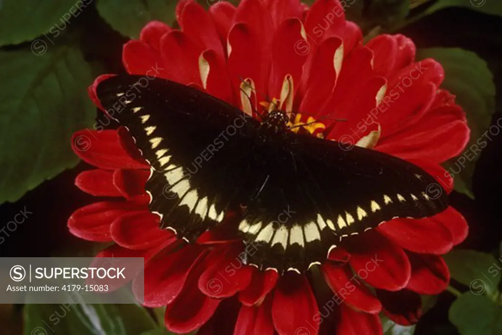Polydamas Swallowtail Butterfly (tailless) (Battus polydamas), TX
