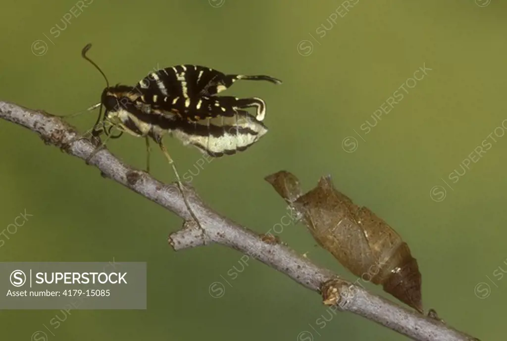 Zebra Swallowtail BF (Eurytides marcellus), Florida, newly emerged, Wings opening
