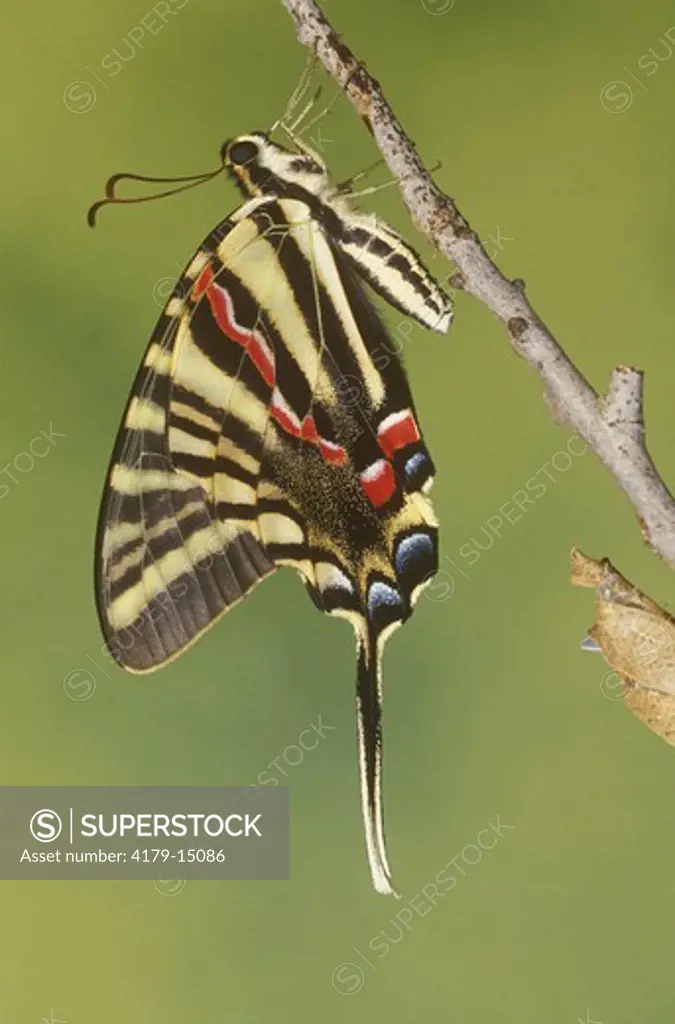 Zebra Swallowtail BF (Eurytides marcellus) newly emerged - side view legs, body wings,  Florida
