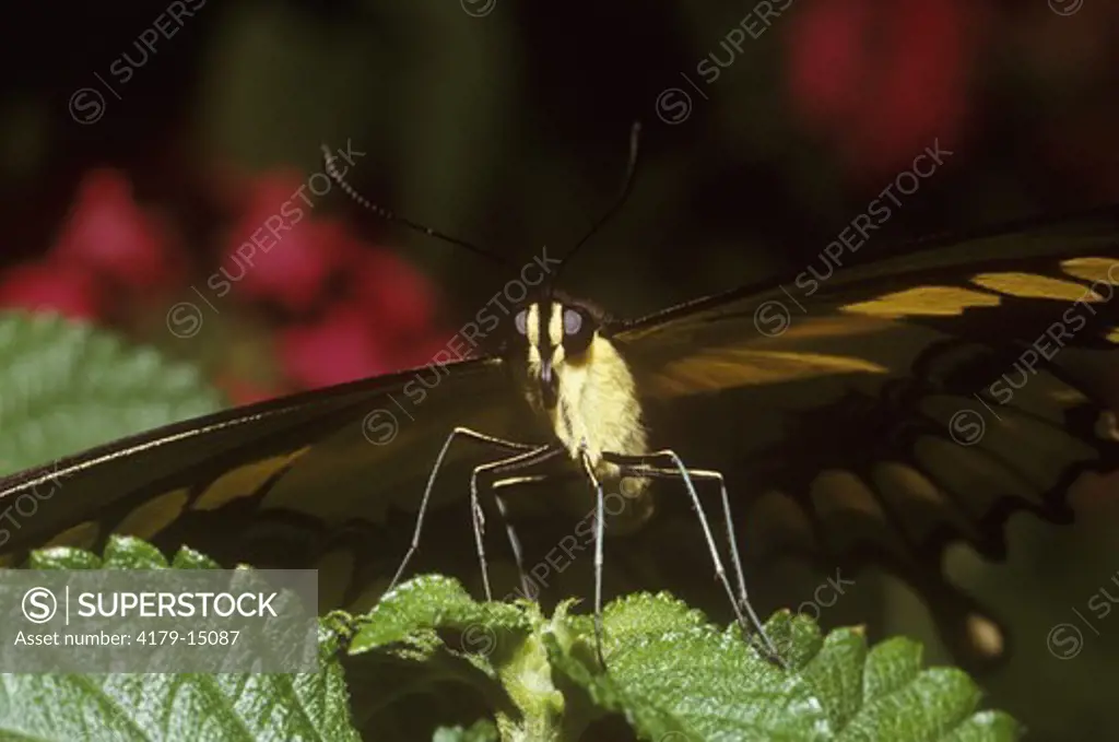 Giant Swallowtail Butterfly (Heraclides cresphontes, aka: Papilio cresphontes) Florida