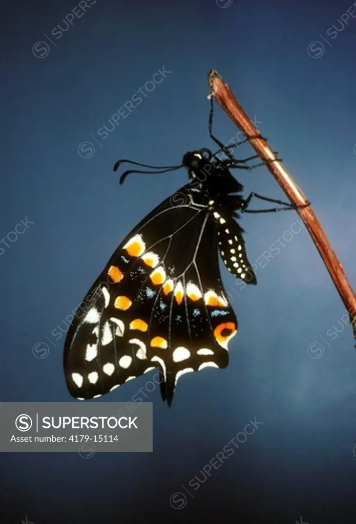 Eastern Black Swallowtail (Papilio polxenes) Female, Newly Hatched - Somerset, NJ