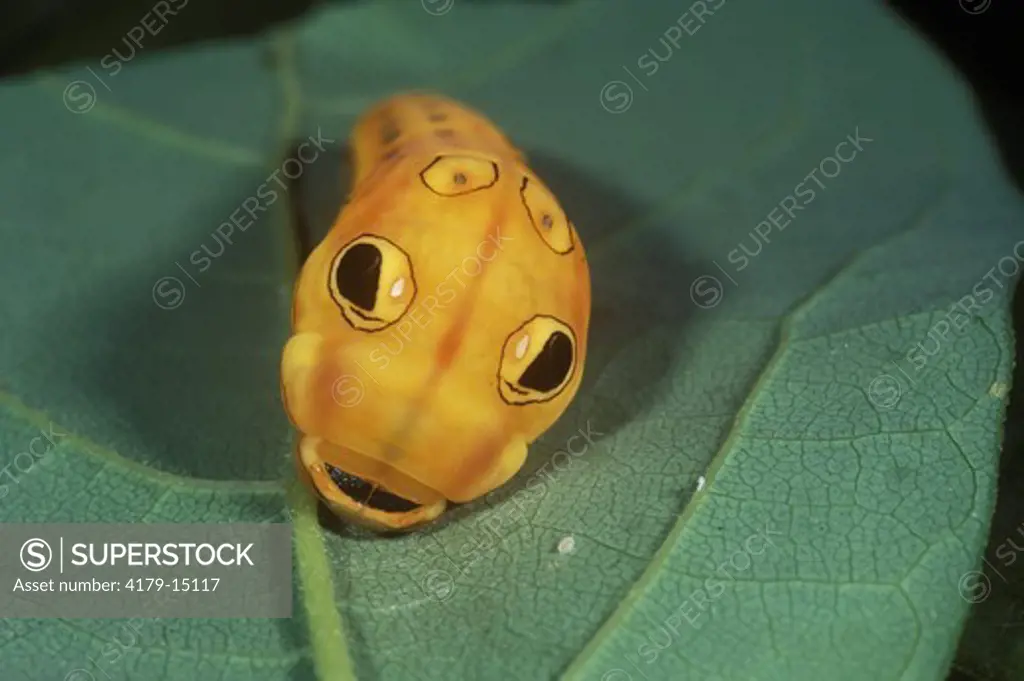 Spicebush Swallowtail Caterpillar (Papilio troilus) NJ