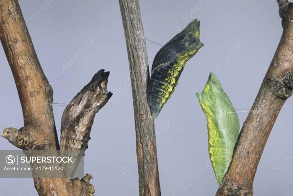 Black Swallowtail Pupae (Papilio polyxenes),  3 Stages, NJ