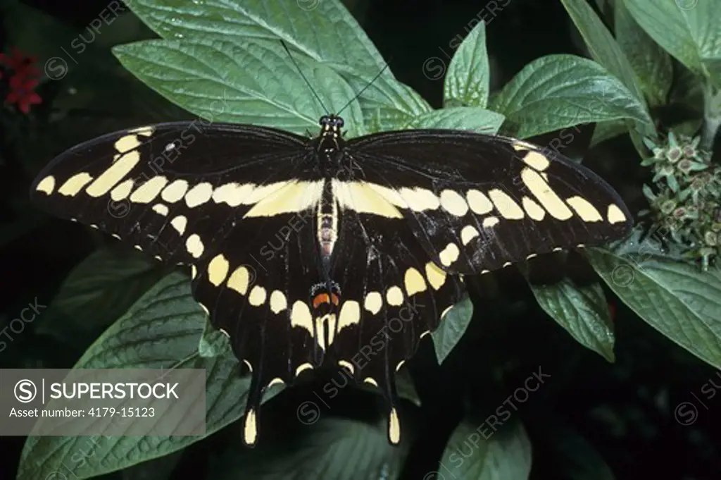 Giant Swallowtail (Papilio cresphontes) sunning, Butterfly World, FL