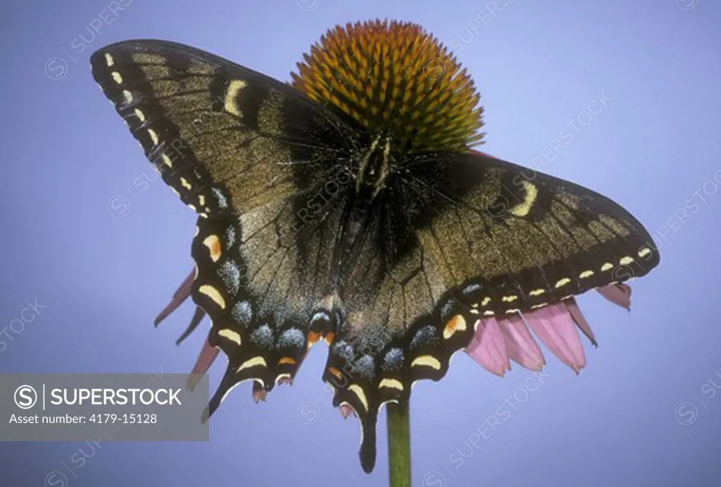 E. Tiger Swallowtail BF (Papilio glaucus), black mimetic form, f. on Purple Coneflower, NJ