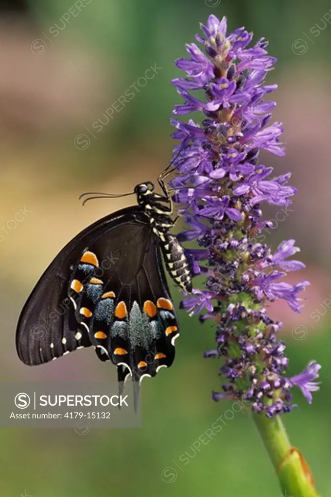 Spicebush Swallowtail (Papilio troilus) on Pickerelweed, NJ