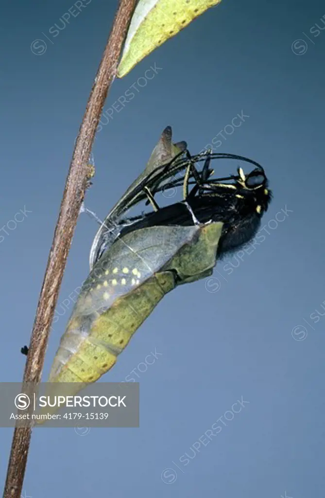Spicebush Swallowtail hatching (Papilio troilus), NJ, sequence 2