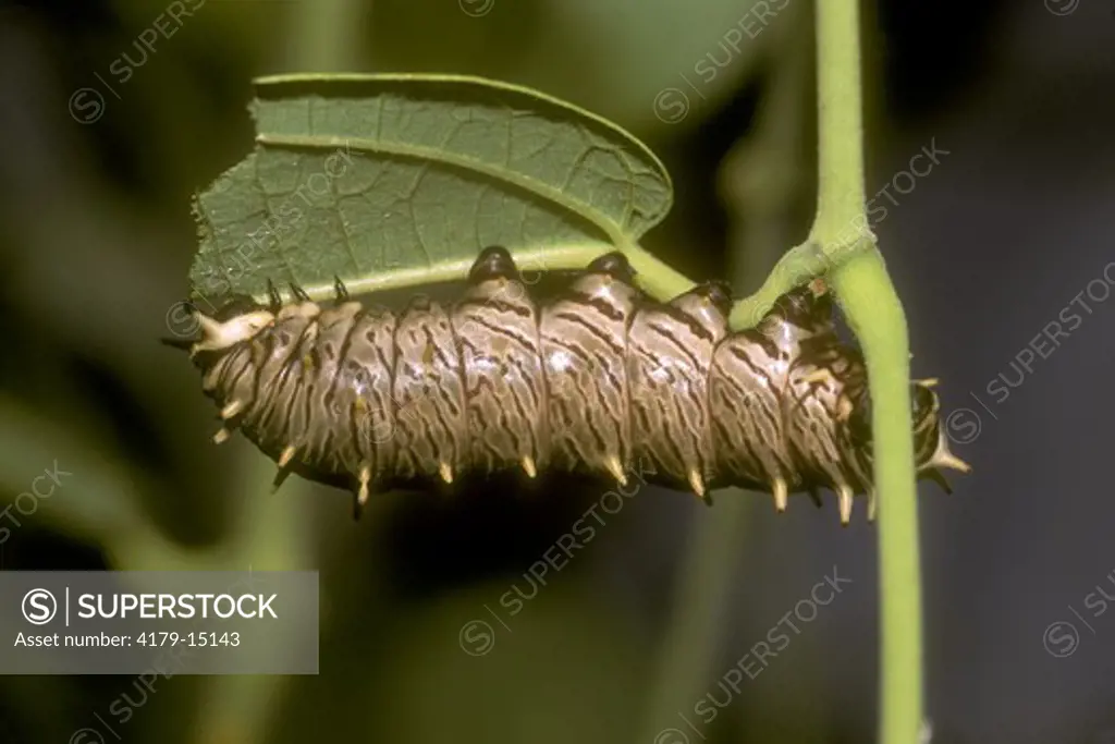 Polydamas Swallowtail Pupa (Battus polydamas) eating Pipevine, FL
