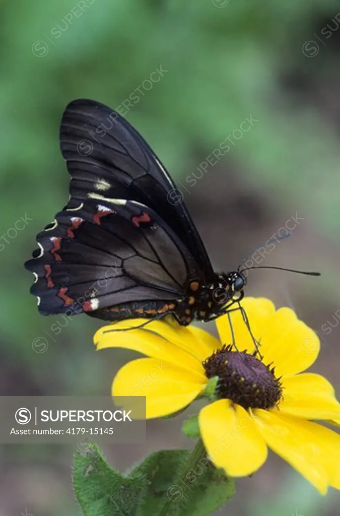 Polydamas Swallowtail (Battus polydamas) Butterfly, FL